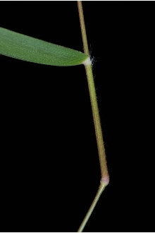 <i>Panicum heterophyllum</i> Bosc ex Nees