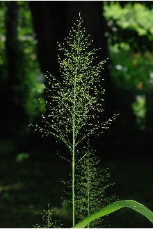 <i>Panicum microcarpon</i> Muhl. var. isophyllum Scribn.