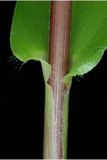 <i>Panicum sphaerocarpon</i> Elliott var. isophyllum (Scribn.) Wipff & S.D. Jones