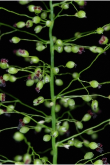 <i>Panicum sphaerocarpon</i> Elliott var. isophyllum (Scribn.) Wipff & S.D. Jones