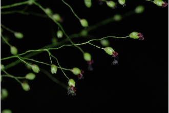 <i>Panicum polyanthes</i> Schult.