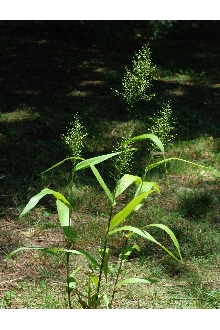 <i>Panicum sphaerocarpon</i> Elliott var. isophyllum (Scribn.) Angelo