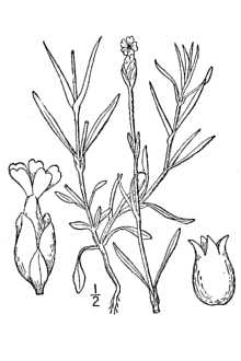 <i>Dianthus prolifer</i> L.