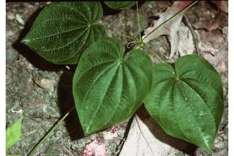 <i>Dioscorea villosa</i> L. var. glabrifolia (Bartlett) Fernald