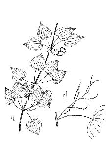 <i>Dioscorea quaternata</i> J.F. Gmel. var. glauca (Muhl. ex Bartlett) Fernald