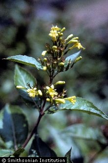 <i>Diervilla sessilifolia</i> Buckley var. rivularis (Gattinger) H.E. Ahles
