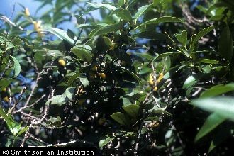 <i>Diospyros ferrea</i> (Willd.) Bakh. var. kauaiensis Fosberg