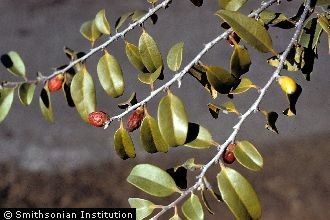 <i>Diospyros ferrea</i> (Willd.) Bakh. ssp. sandwicensis (A. DC.) Fosberg