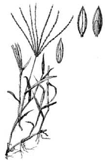 <i>Panicum sanguinale</i> L.