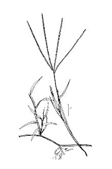 <i>Syntherisma sanguinalis</i> (L.) Dulac