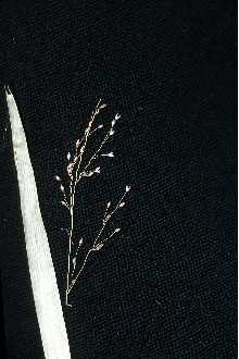 Woolly Rosette Grass