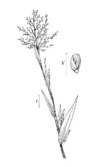 <i>Panicum scoparium</i> Lam.