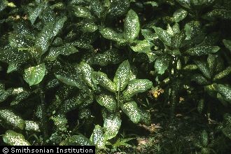 <i>Dieffenbachia maculata</i> (Lodd.) G. Don