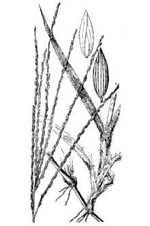 Isle-of-pines Crabgrass