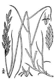<i>Uniola spicata</i> L.