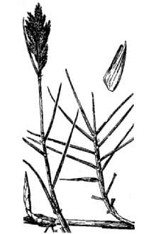 <i>Distichlis spicata</i> (L.) Greene var. stricta (Torr.) Scribn.
