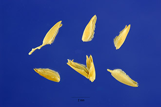 <i>Distichlis spicata</i> (L.) Greene ssp. stricta (Torr.) Thorne