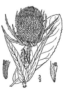 <i>Dipsacus fullonum</i> L. ssp. sylvestris (Huds.) Clapham