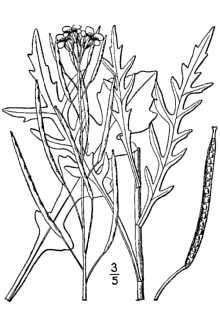 <i>Sisymbrium tenuifolium</i> L.