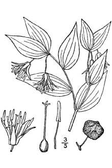 <i>Disporum trachycarpum</i> (S. Watson) Benth. & Hook. f. var. subglabrum E.H. Kelso