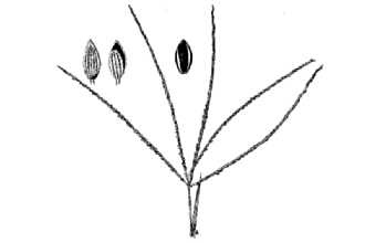 <i>Digitaria ischaemum</i> (Schreb.) Schreb. ex Muhl. var. violascens (Link) Radford