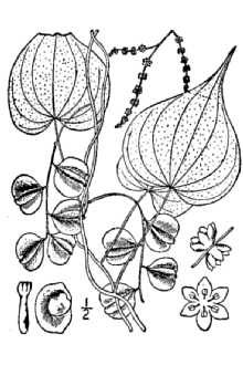 <i>Dioscorea villosa</i> L. var. hirticaulis (Bartlett) H.E. Ahles