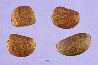 Common Persimmon