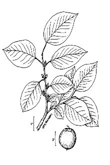 <i>Diospyros virginiana</i> L. var. pubescens (Pursh) Dippel
