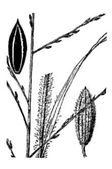 <i>Digitaria filiformis</i> (L.) Koeler var. villosa (Walter) Fernald