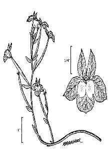 Doublehorn Calicoflower