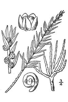<i>Schoberia occidentalis</i> S. Watson