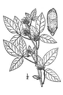 <i>Rhynchosia tomentosa</i> (L.) Hook. & Arn. var. erecta (Walter) Torr. & A. Gray