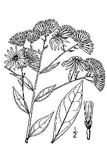 Cornel-leaf Whitetop