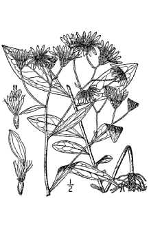 <i>Aster humilis</i> Willd.