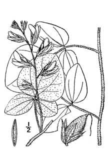<i>Dolicholus latifolius</i> (Nutt. ex Torr. & A. Gray) Vail