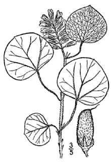 <i>Rhynchosia simplicifolius</i> (Walter) Alph. Wood, non (Kunth) DC.