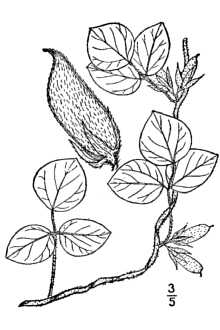 <i>Arcyphyllum difforme</i> Elliott