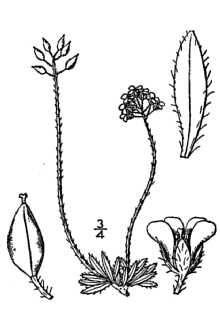 <i>Draba alpina</i> L. var. nana Hook.
