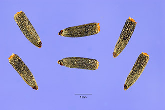 <i>Rudbeckia amplexicaulis</i> Vahl