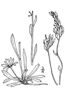 <i>Draba arabisans</i> Michx. var. superiorensis Butters & Abbe