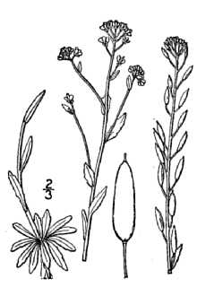 <i>Draba aurea</i> Vahl ex Hornem. var. neomexicana (Greene) Tidestr.