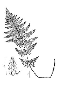 <i>Dryopteris austriaca</i> (Jacq.) Woynar ex Schinz & Thell. var. spinulosa (O.F. Müll.) Fi
