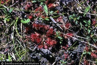 Pink Sundew