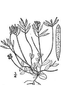 <i>Draba reptans</i> (Lam.) Fernald var. typica C.L. Hitchc.