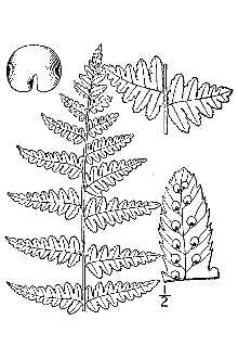 Crested Woodfern