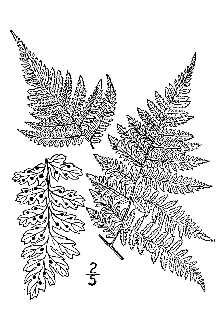 <i>Dryopteris spinulosa</i> (O.F. Müll.) Watt var. dilatata auct. non (Hoffm.) Underw.