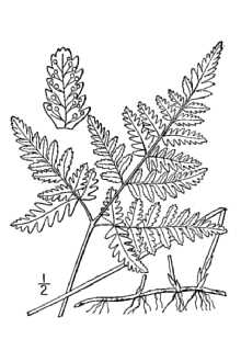 <i>Dryopteris dryopteris</i> (L.) Britton, nom. inval.