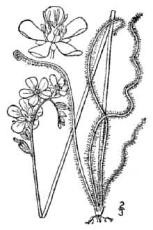 <i>Drosera filiformis</i> Raf. var. filiformis