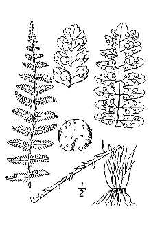 <i>Dryopteris fragrans</i> (L.) Schott var. remotiuscula Kom.