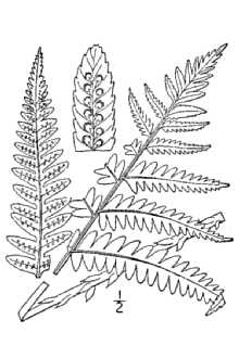 <i>Dryopteris goldiana</i> (Hook. ex Goldie) A. Gray, orth. var.